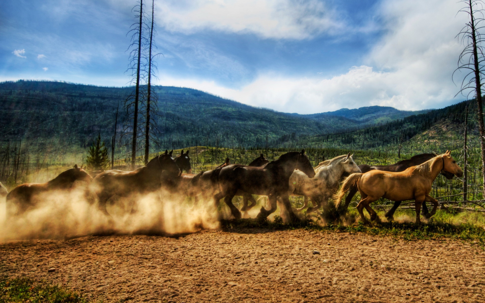 Табун лошадей