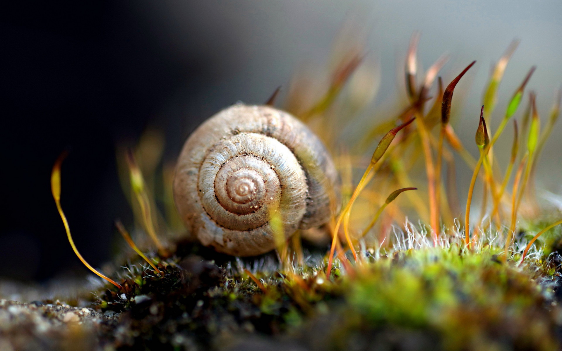 Улитка в траве