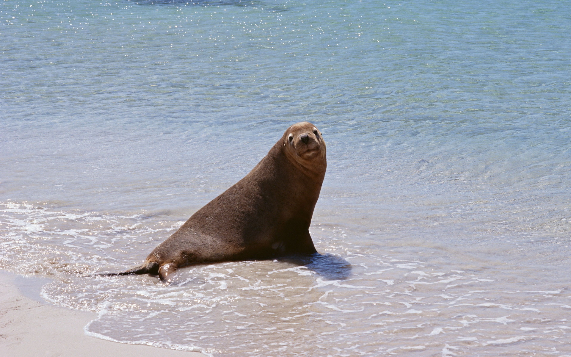 Морской котик