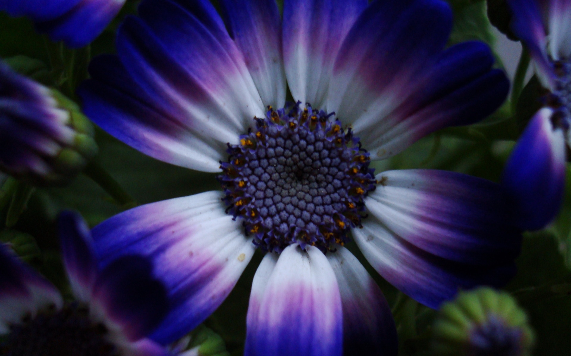 Синий цветок