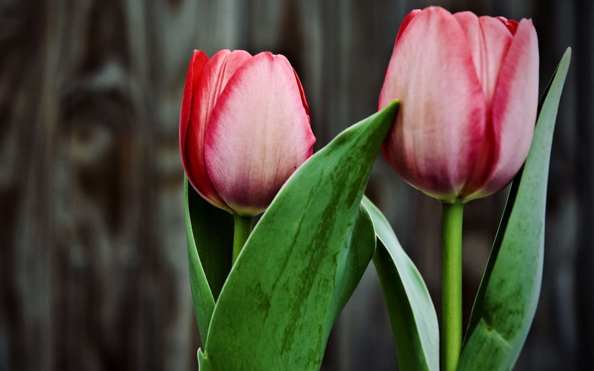 Два тюльпана - обои для рабочего стола, картинки, фото