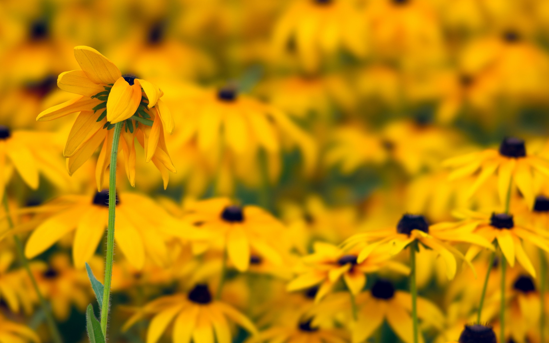 Желтые ромашки