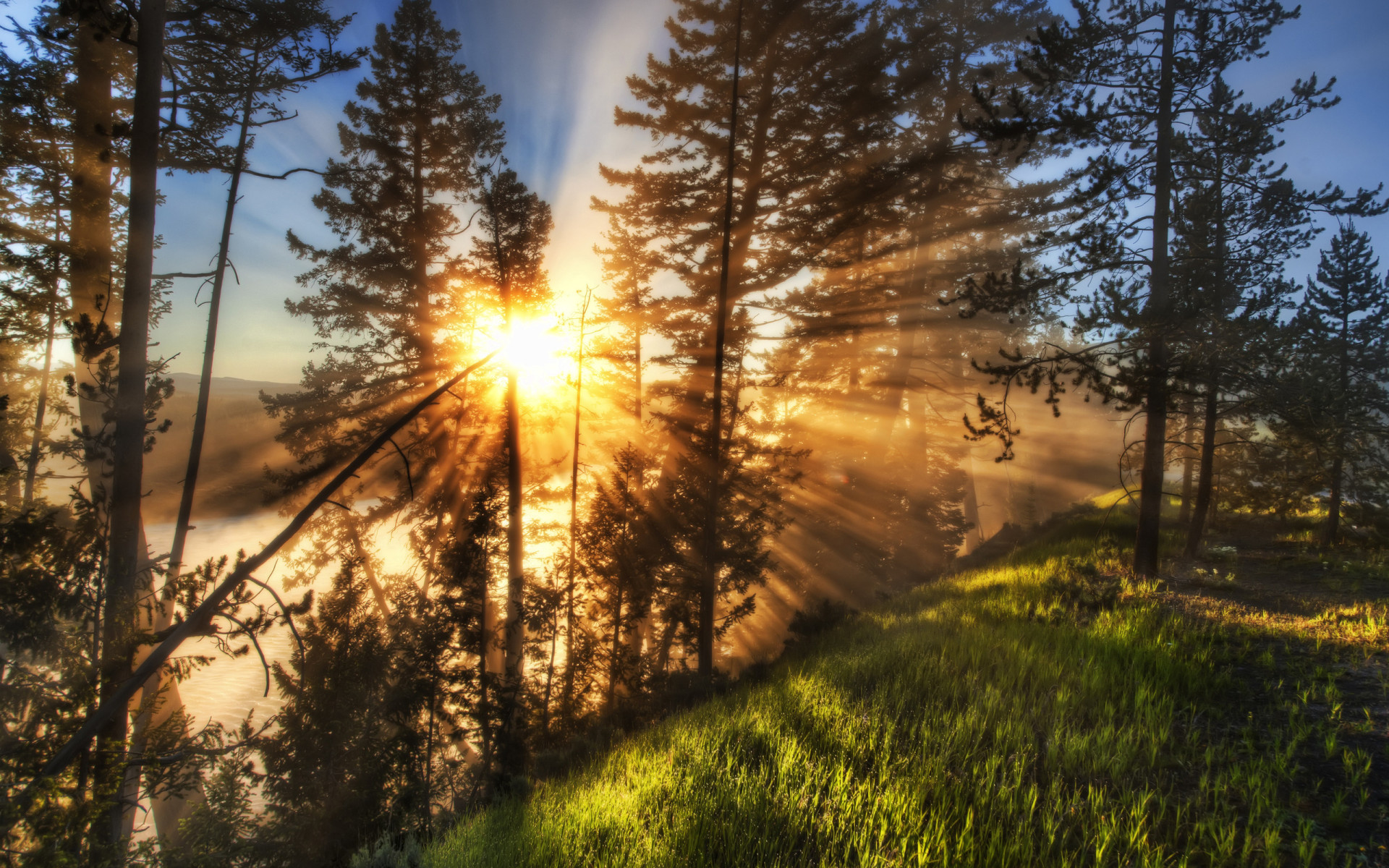 Утренний лес