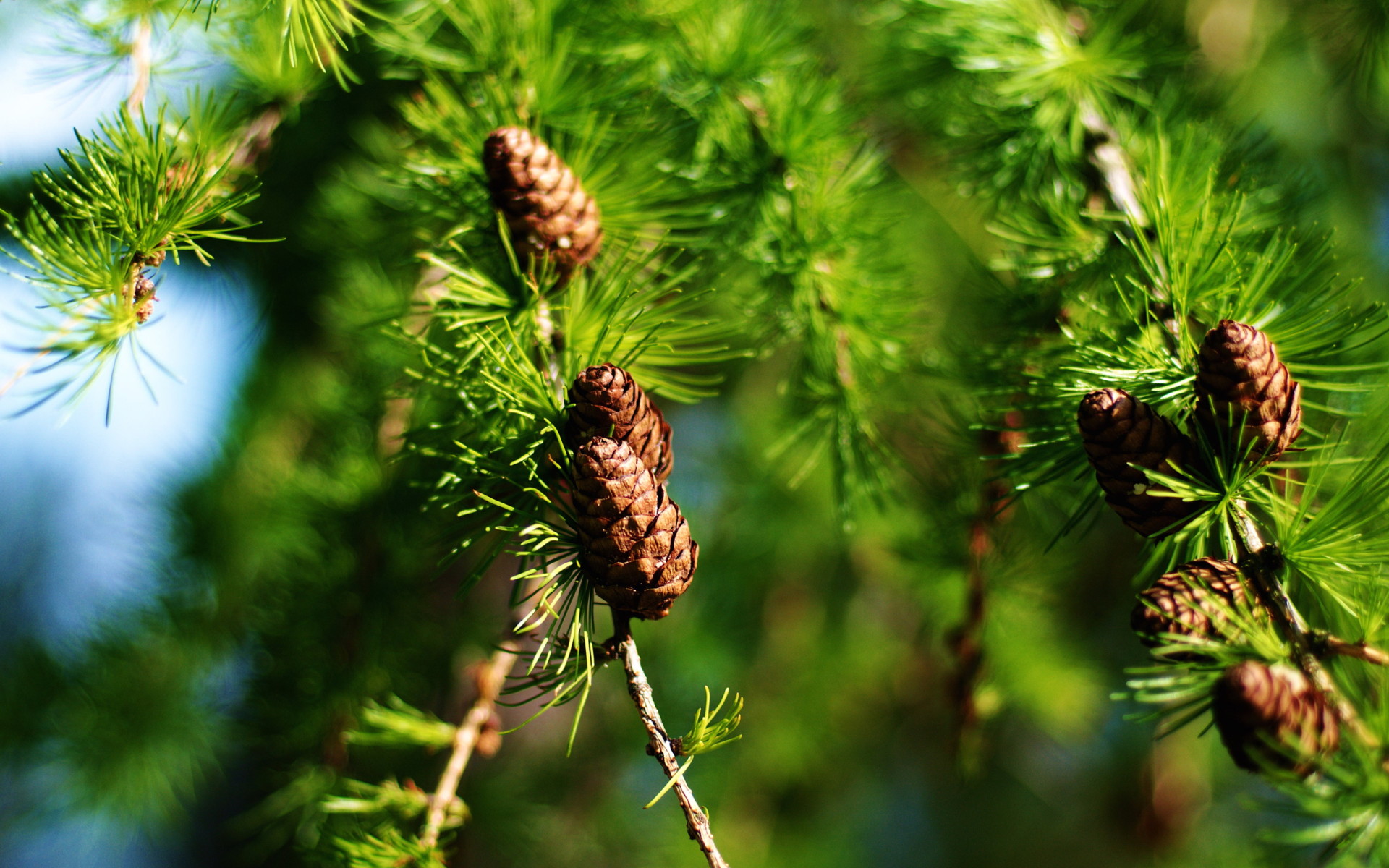 Еловые шишки