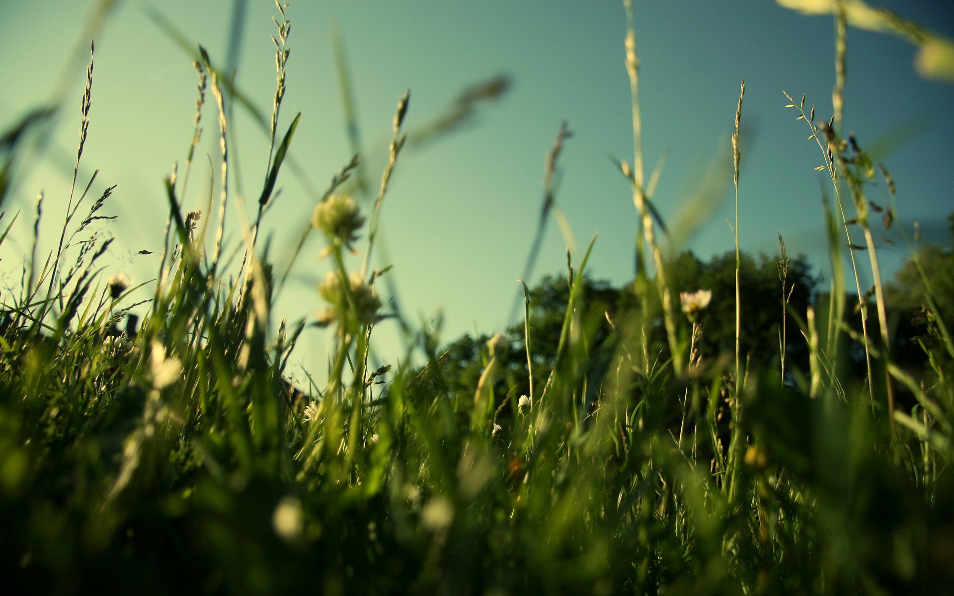 Grass at the house