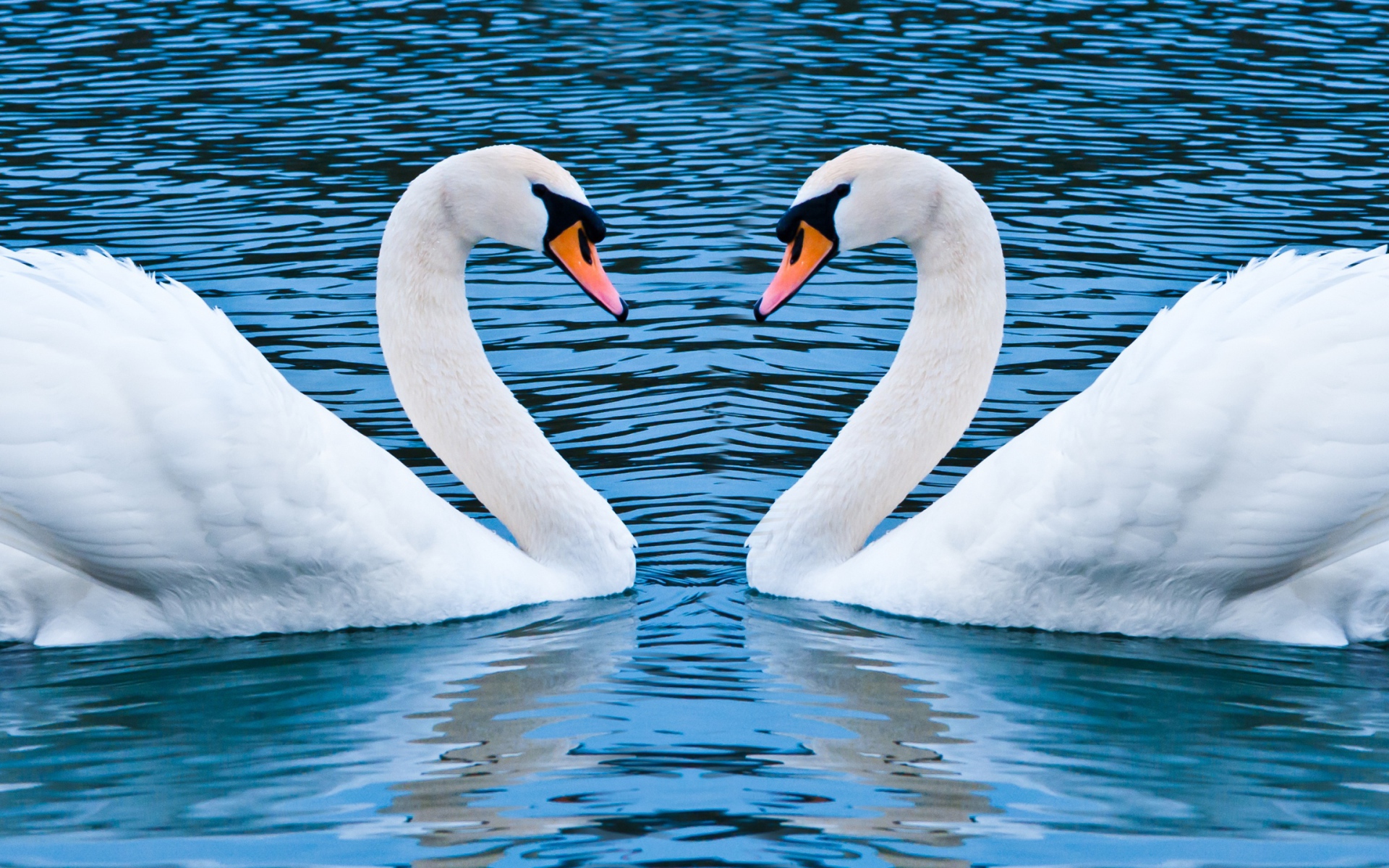 Два лебедя