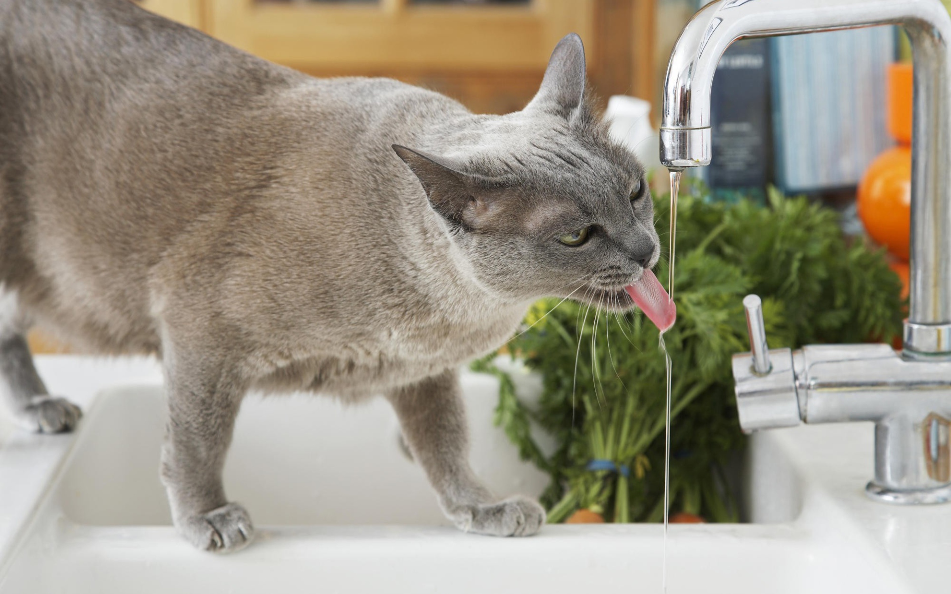 Кошка у крана
