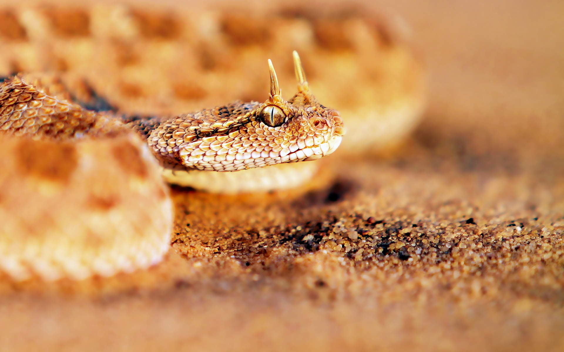 Zastaki.com - Песчаная рогатая змея