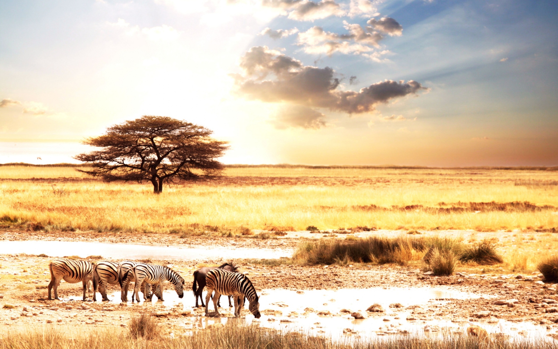 Зебры в саванне