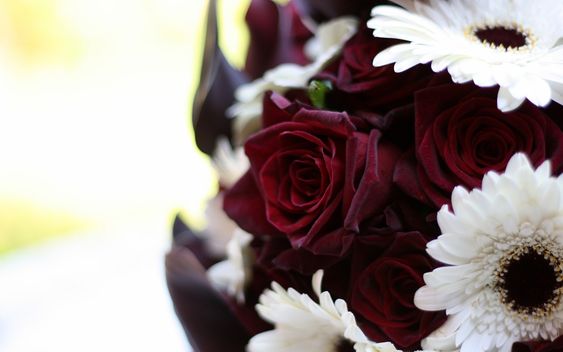 Бордовые розы