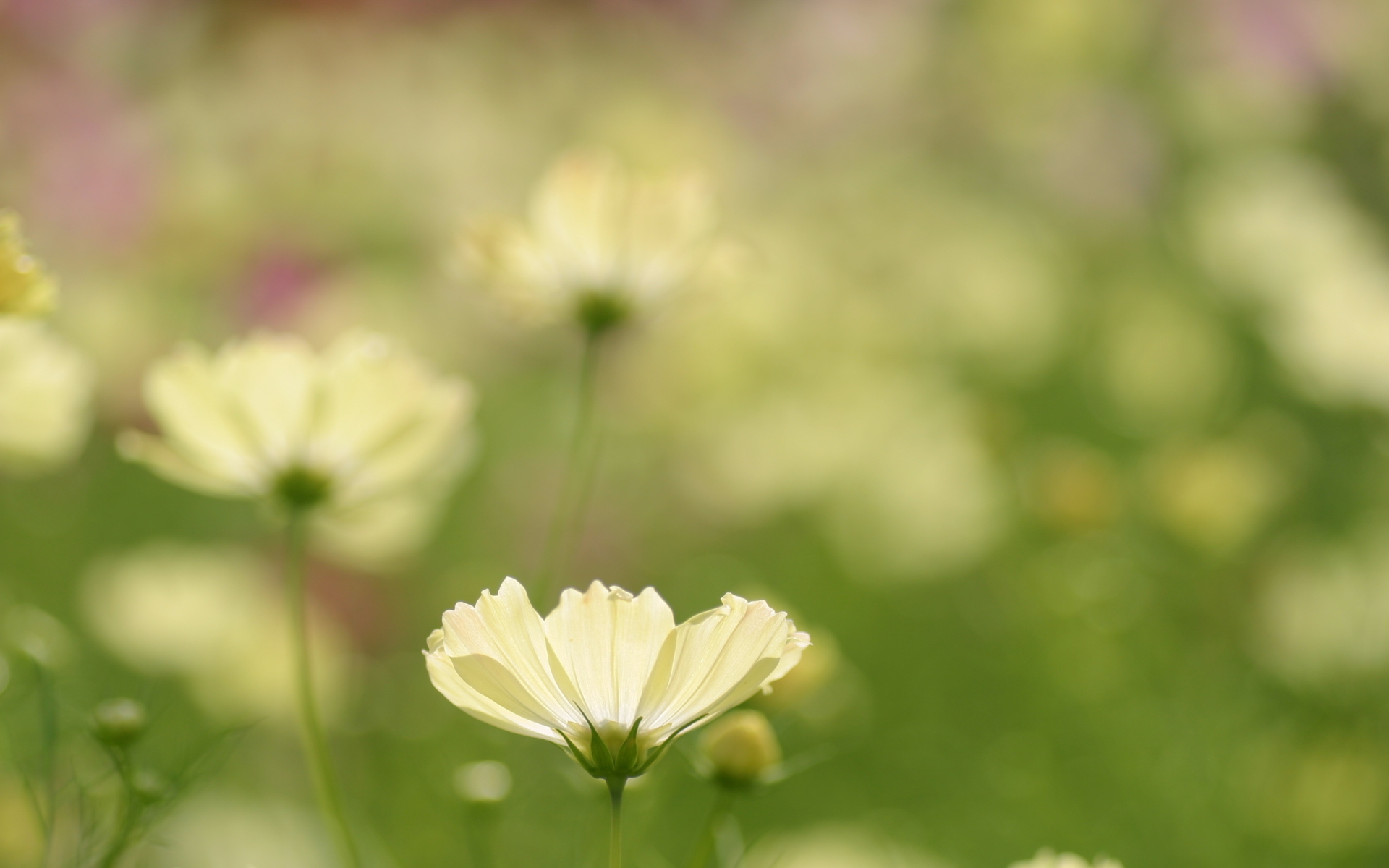 Цветок космея