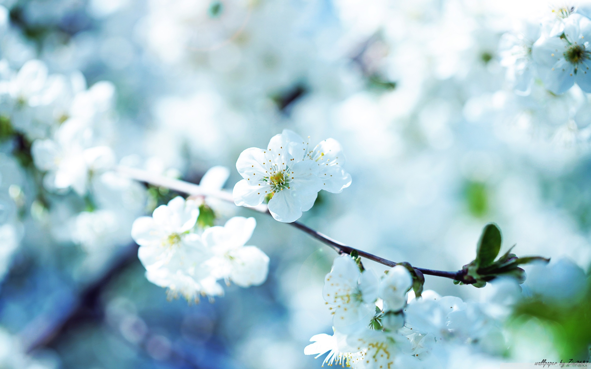 Белые цветы вишни