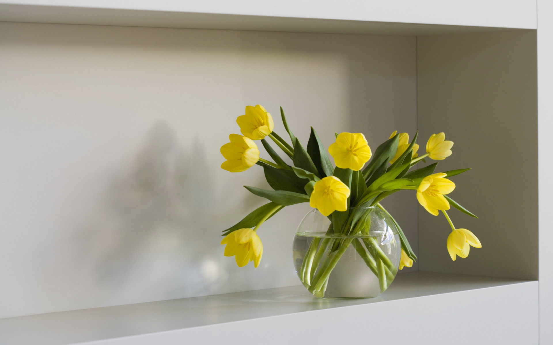 Желтые тюльпаны