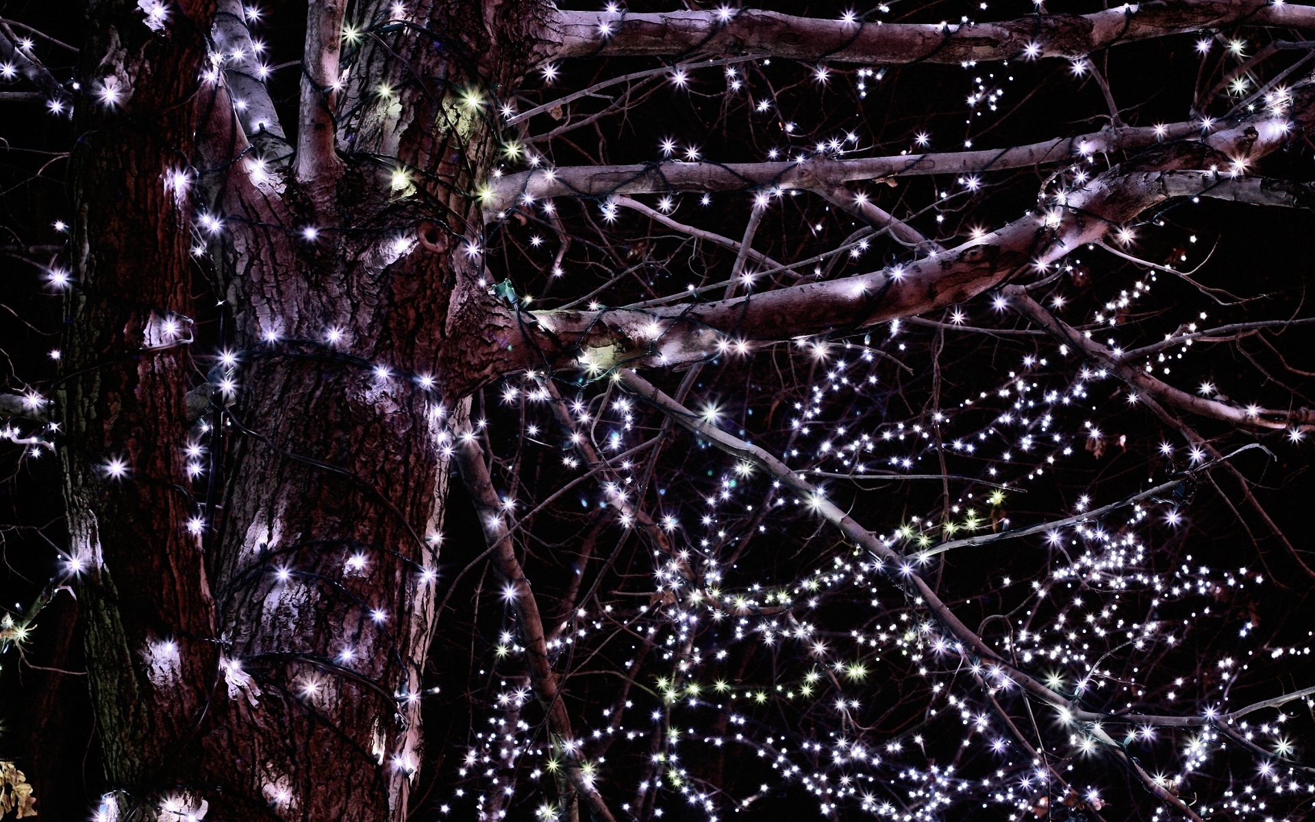 Гирлянды на дереве