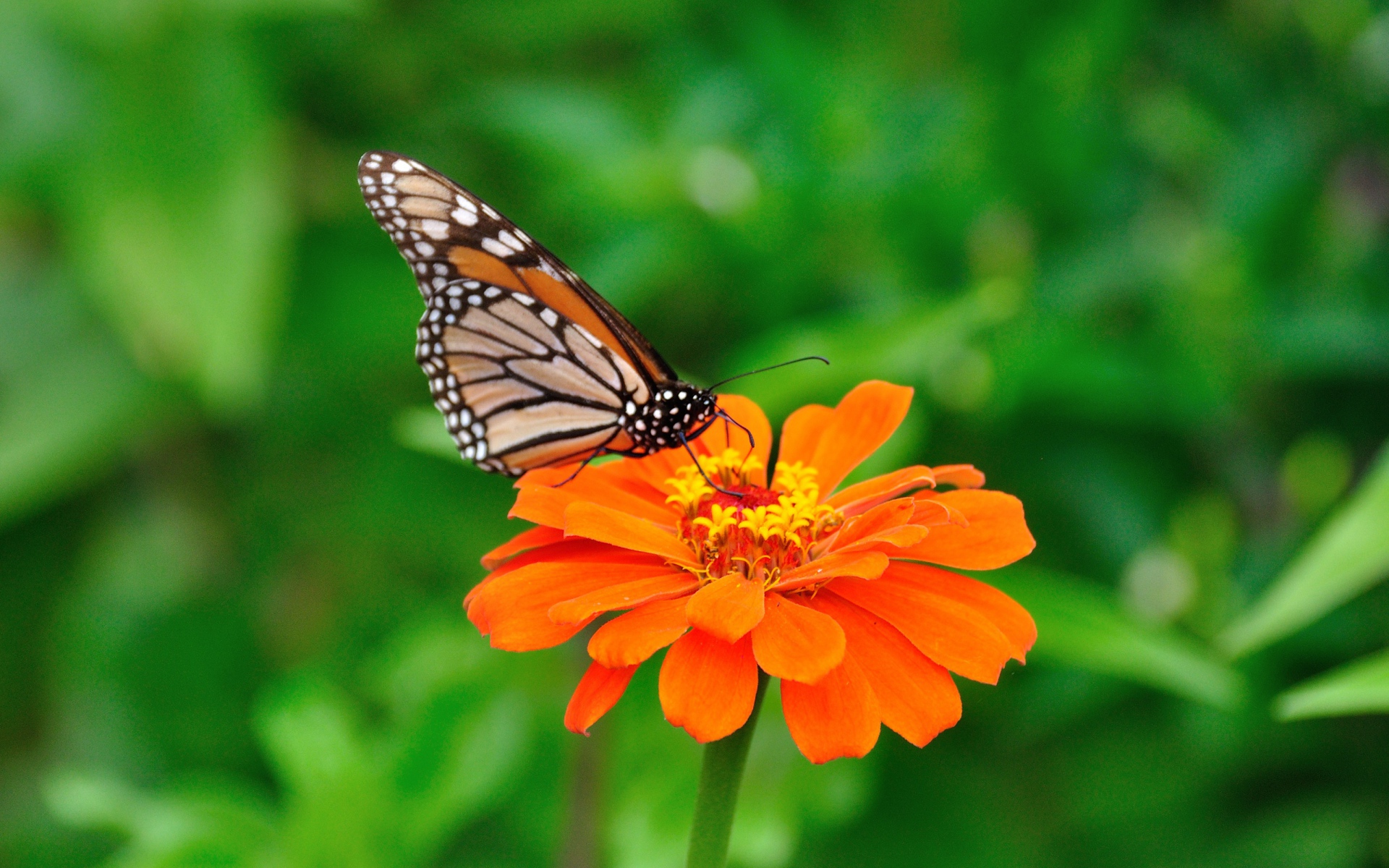 Игра Крикет