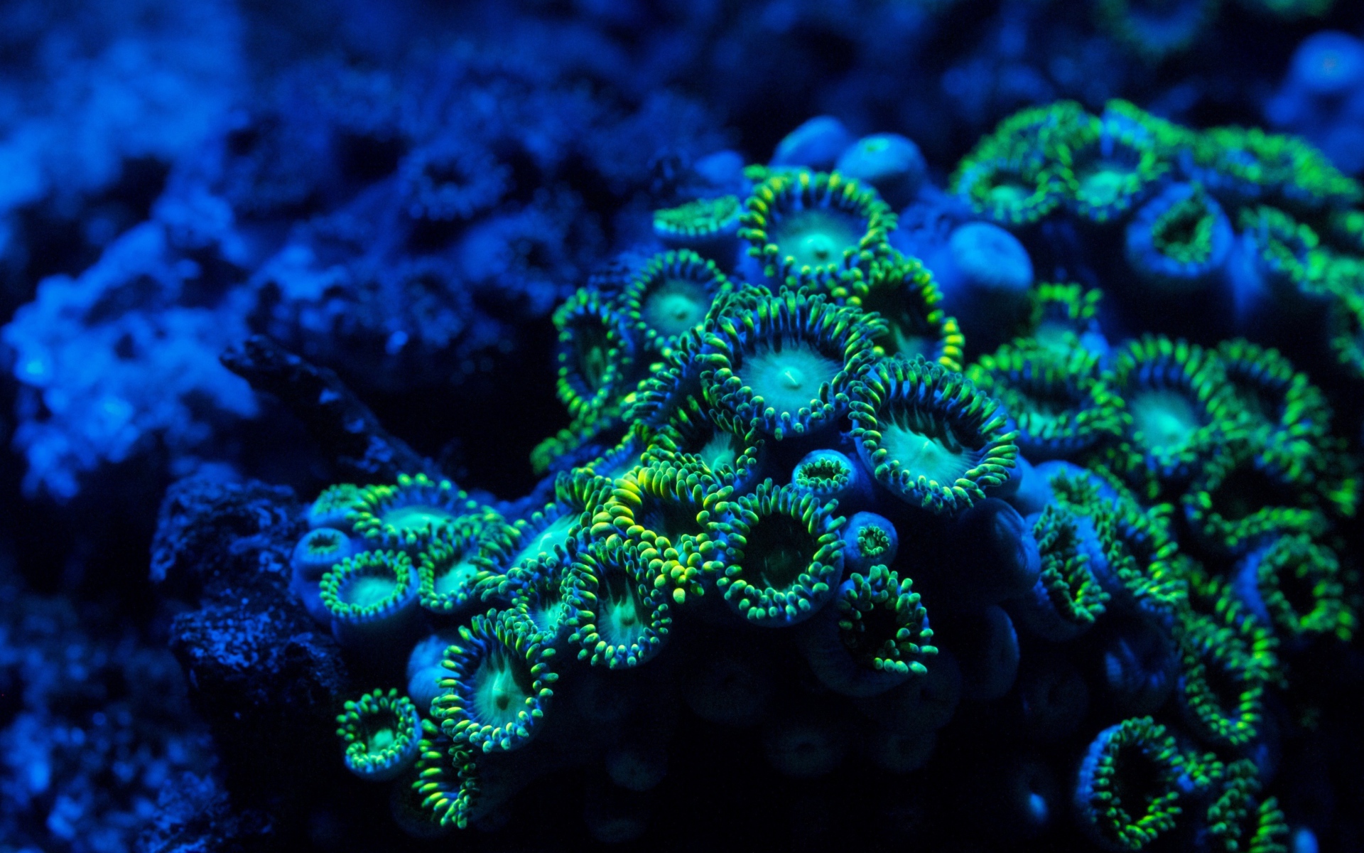 Голубые кораллы