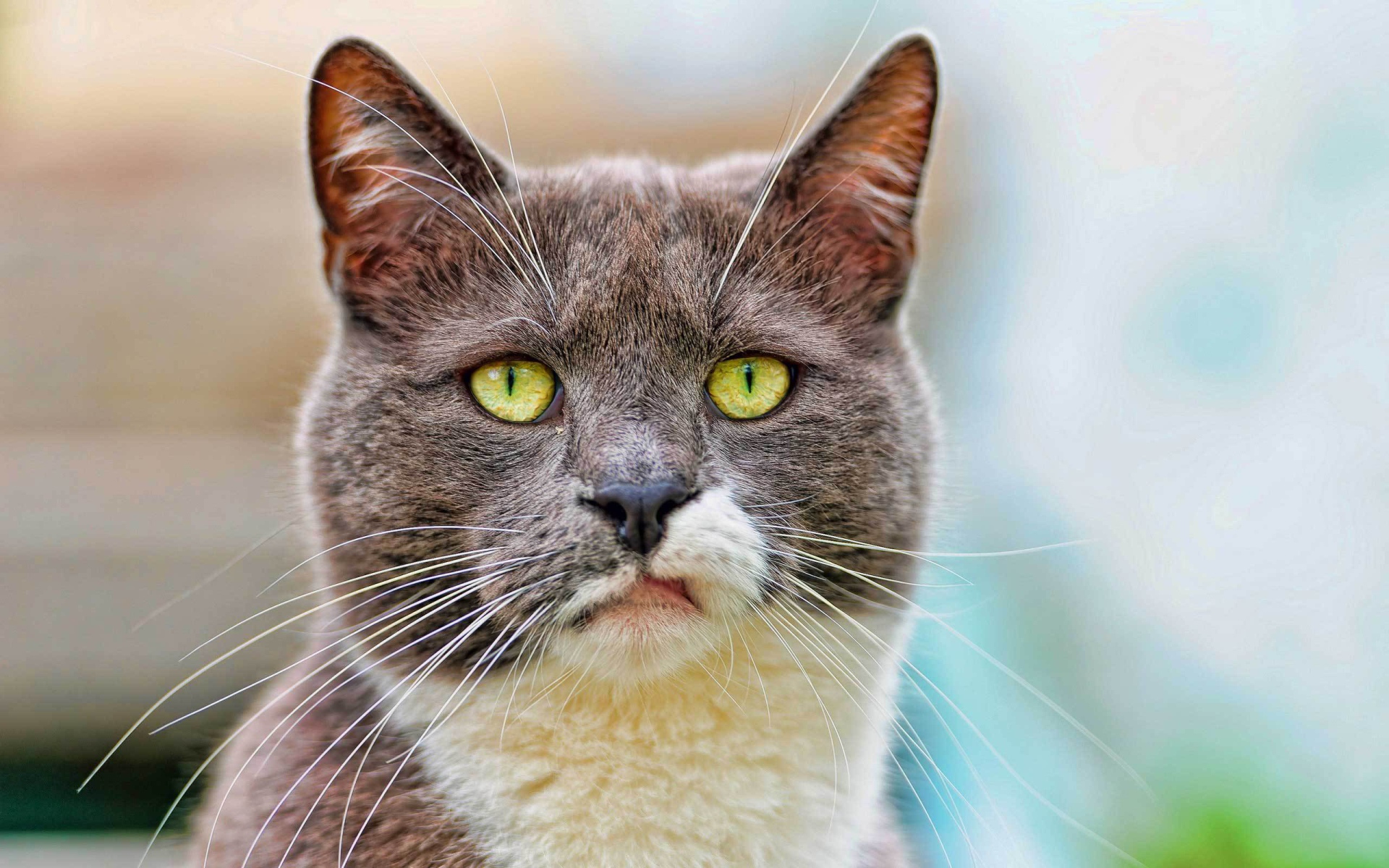 Кот с ухмылкой