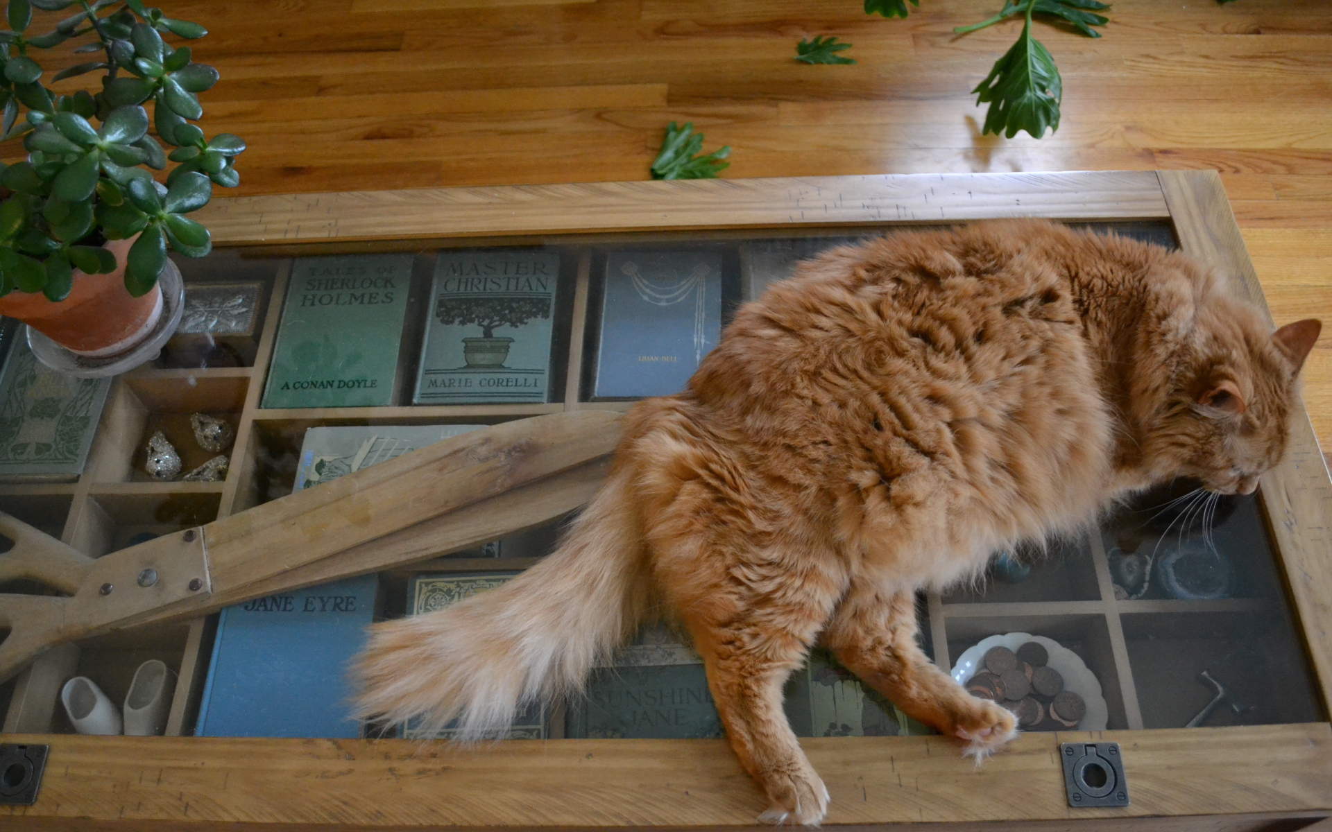 Толстый рыжий кот спит на столе