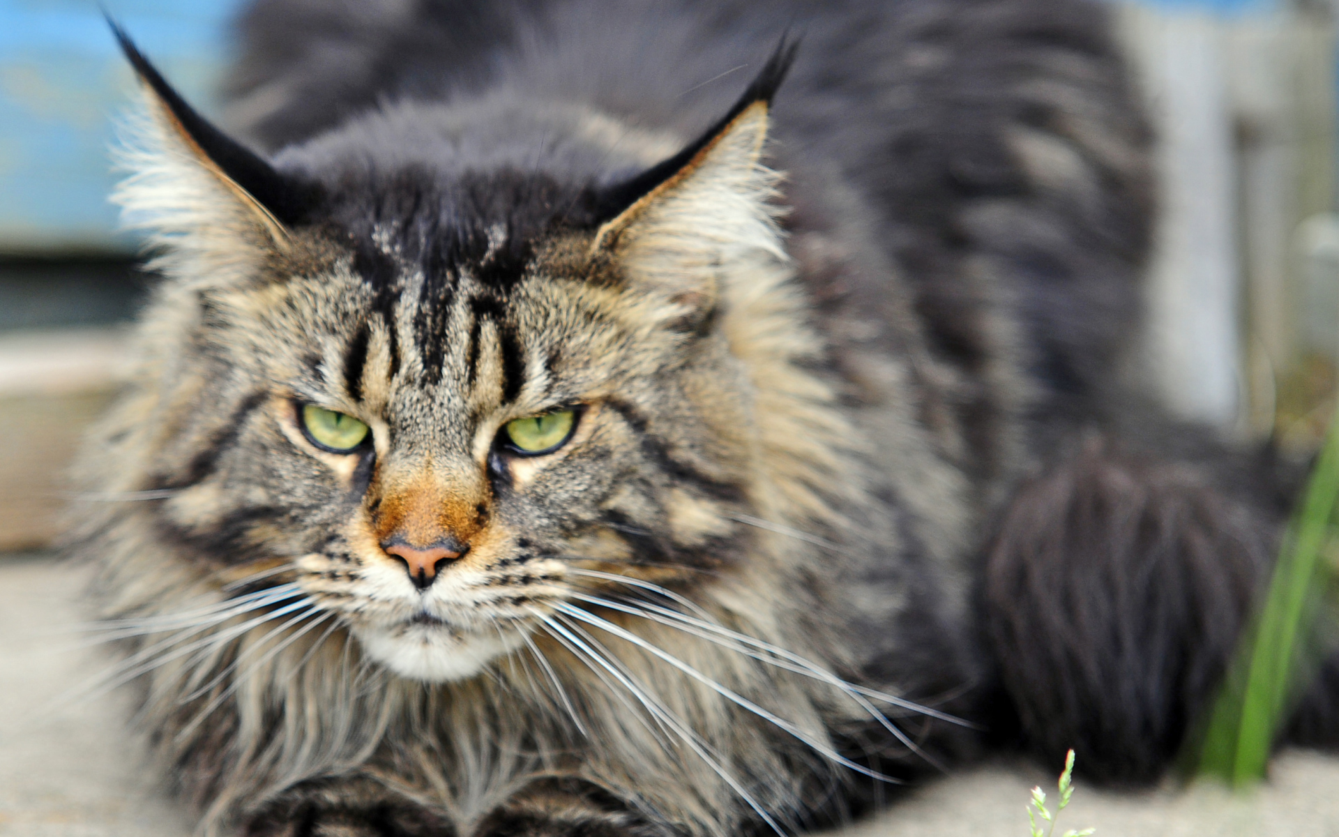 Злой, но красивый кот мейн-кун