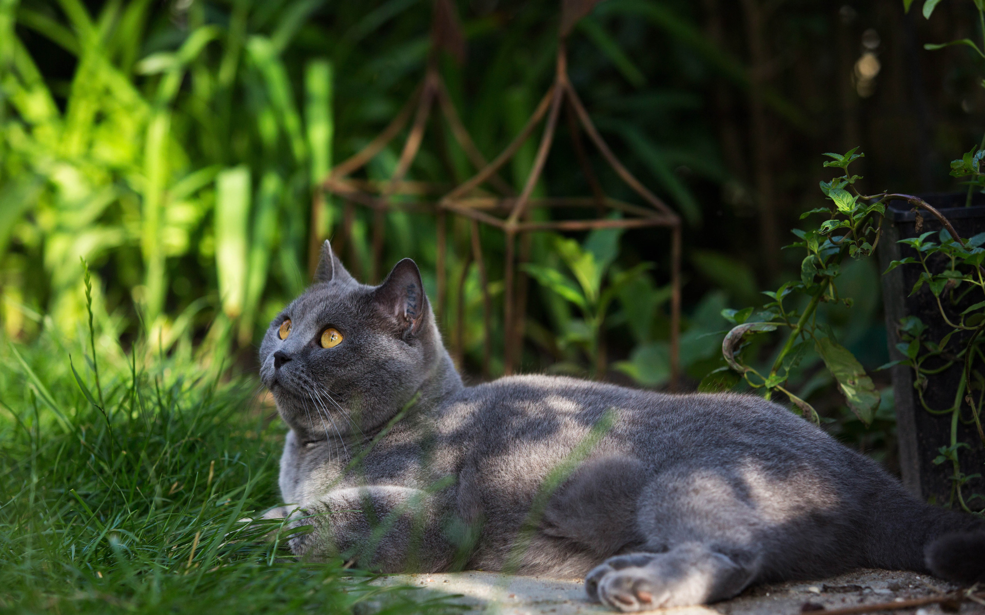 Красивый британский кот на траве