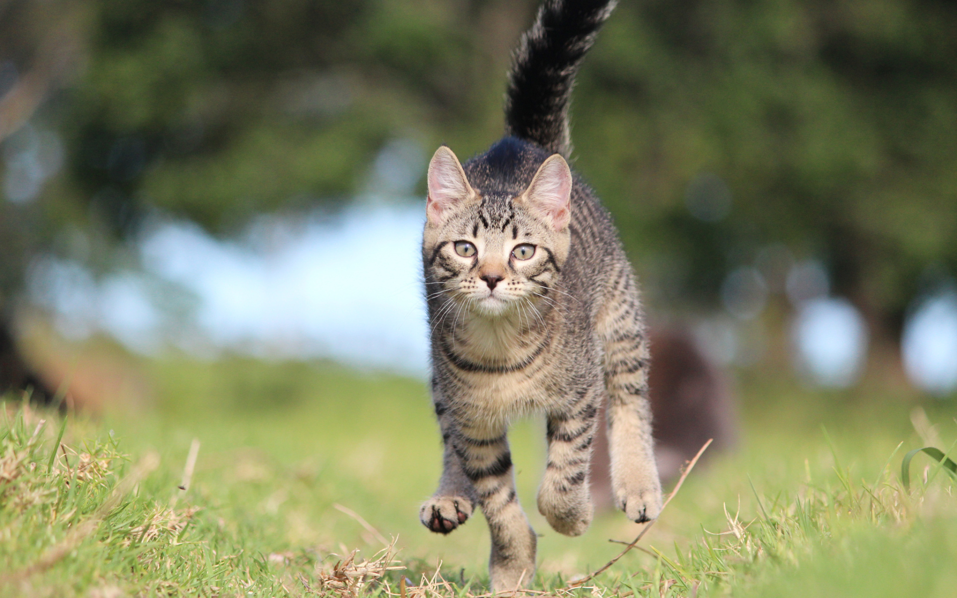 Красивый кот бежит к хозяину