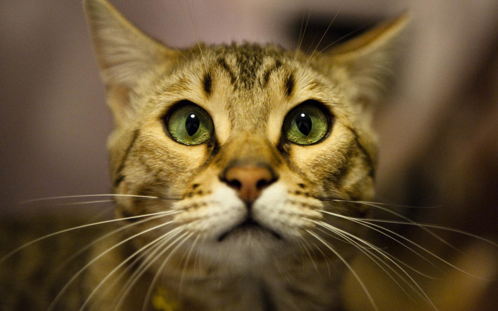 Бенгальский кот крупным планом