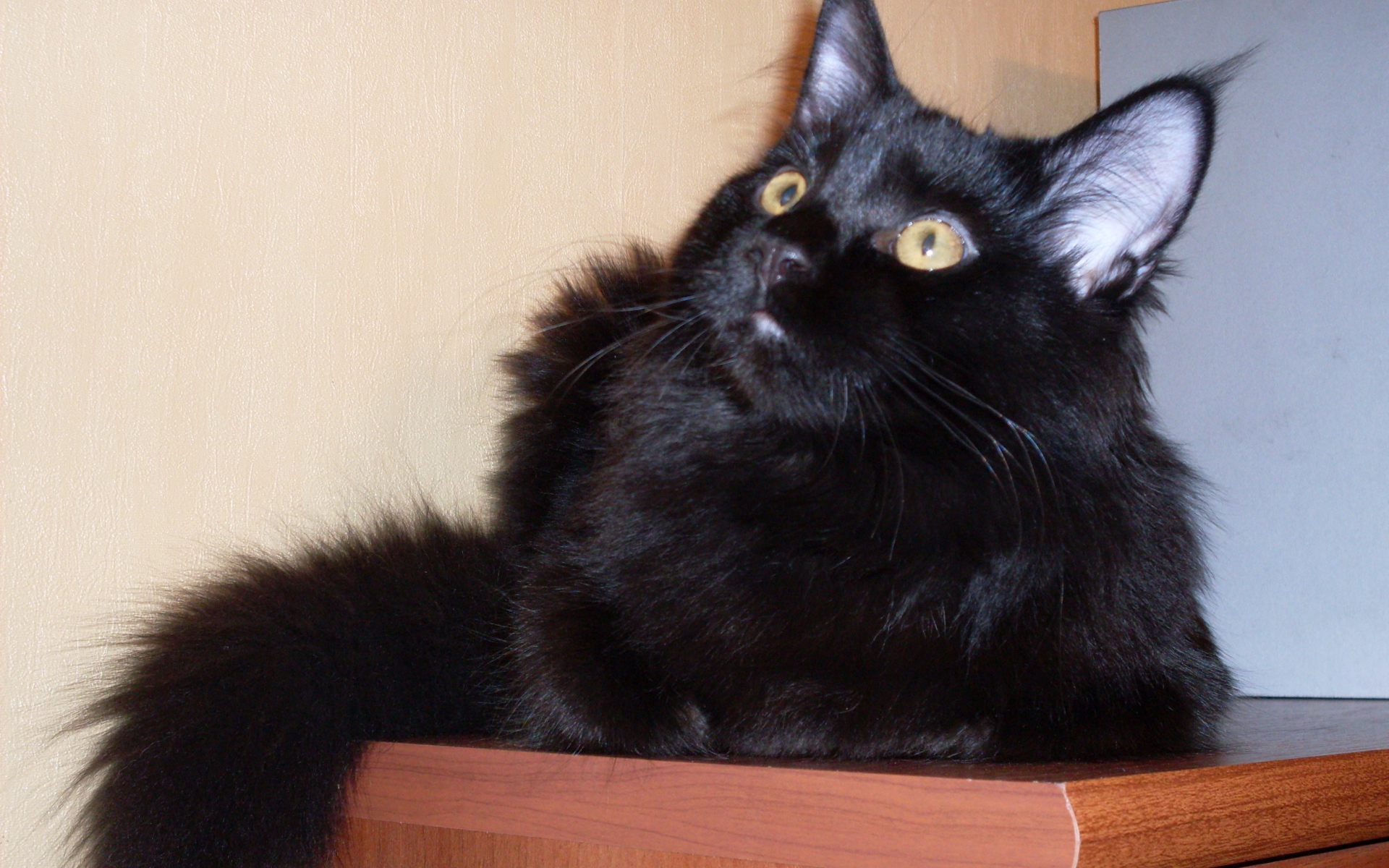 Чёрный кот мейн-кун кого-то увидел