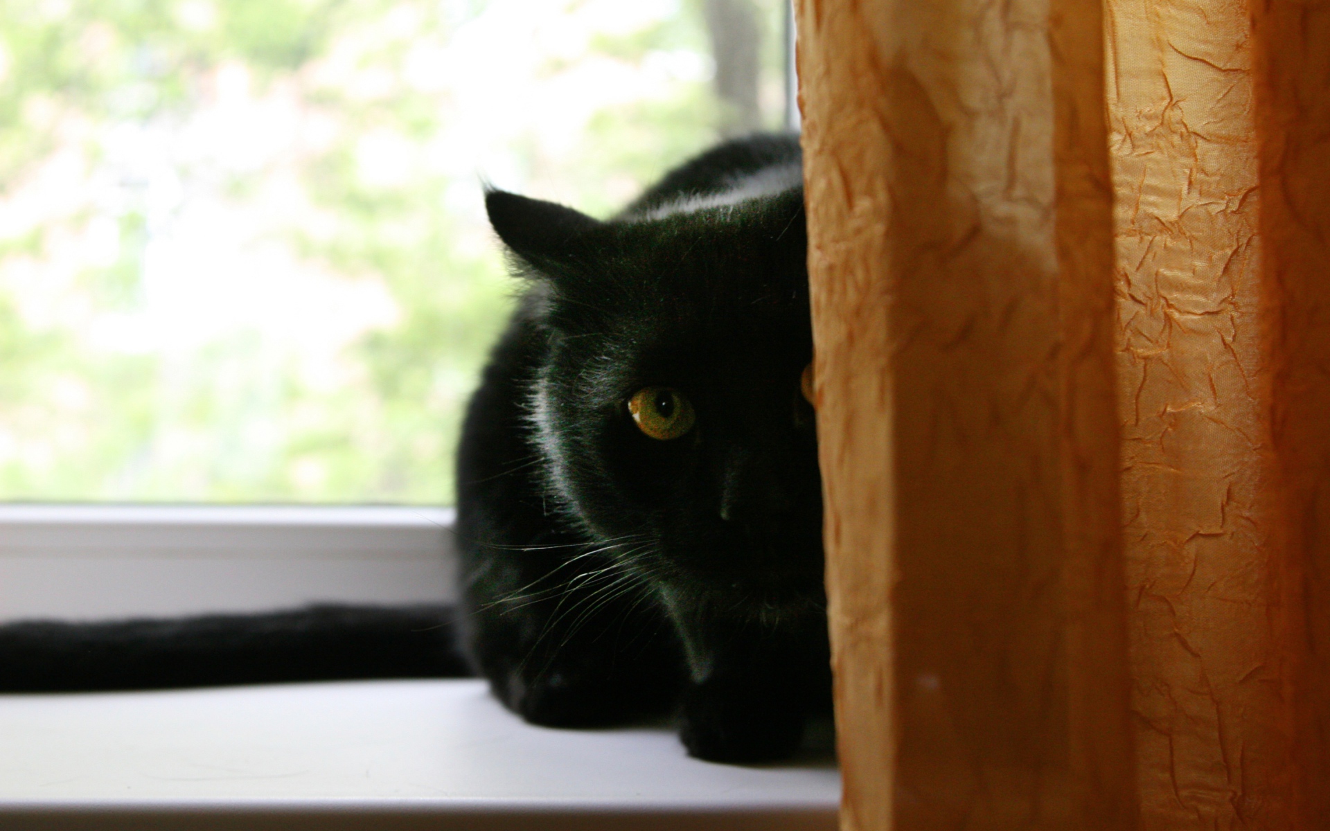 Чёрный кот думает, что его не видно