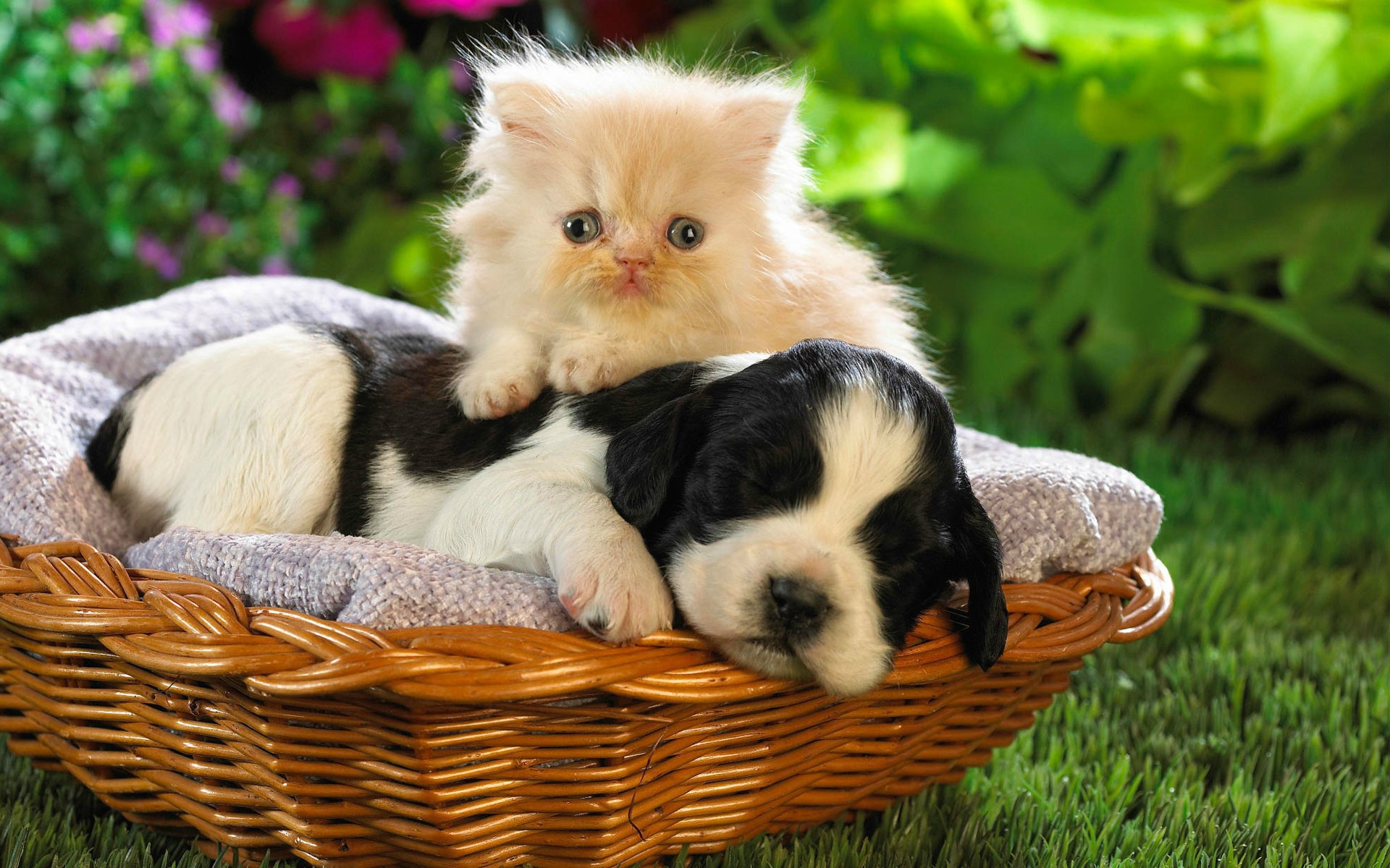 Кот и пёс в корзине