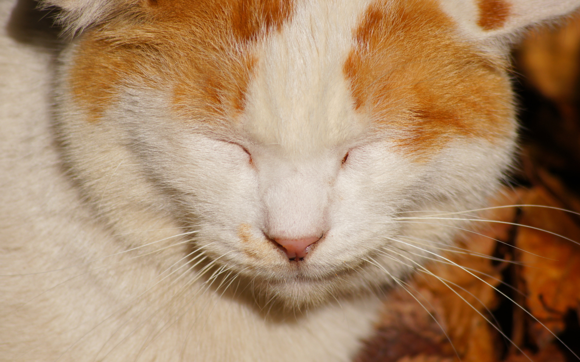 Рыжий кот жмурится