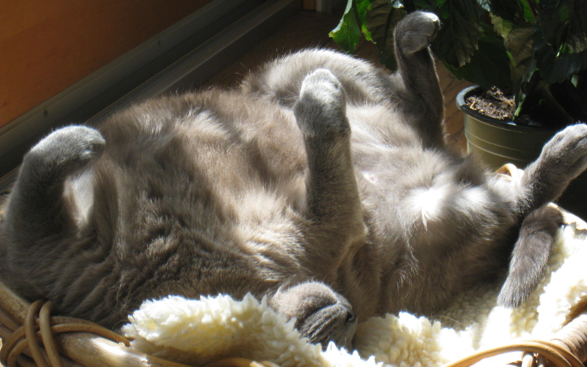 Кот на солнышке