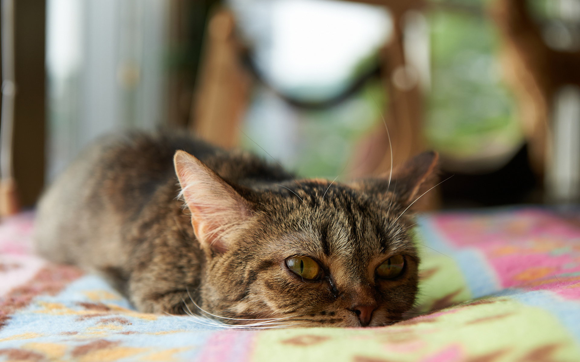 Кот с безнадёжным взглядом