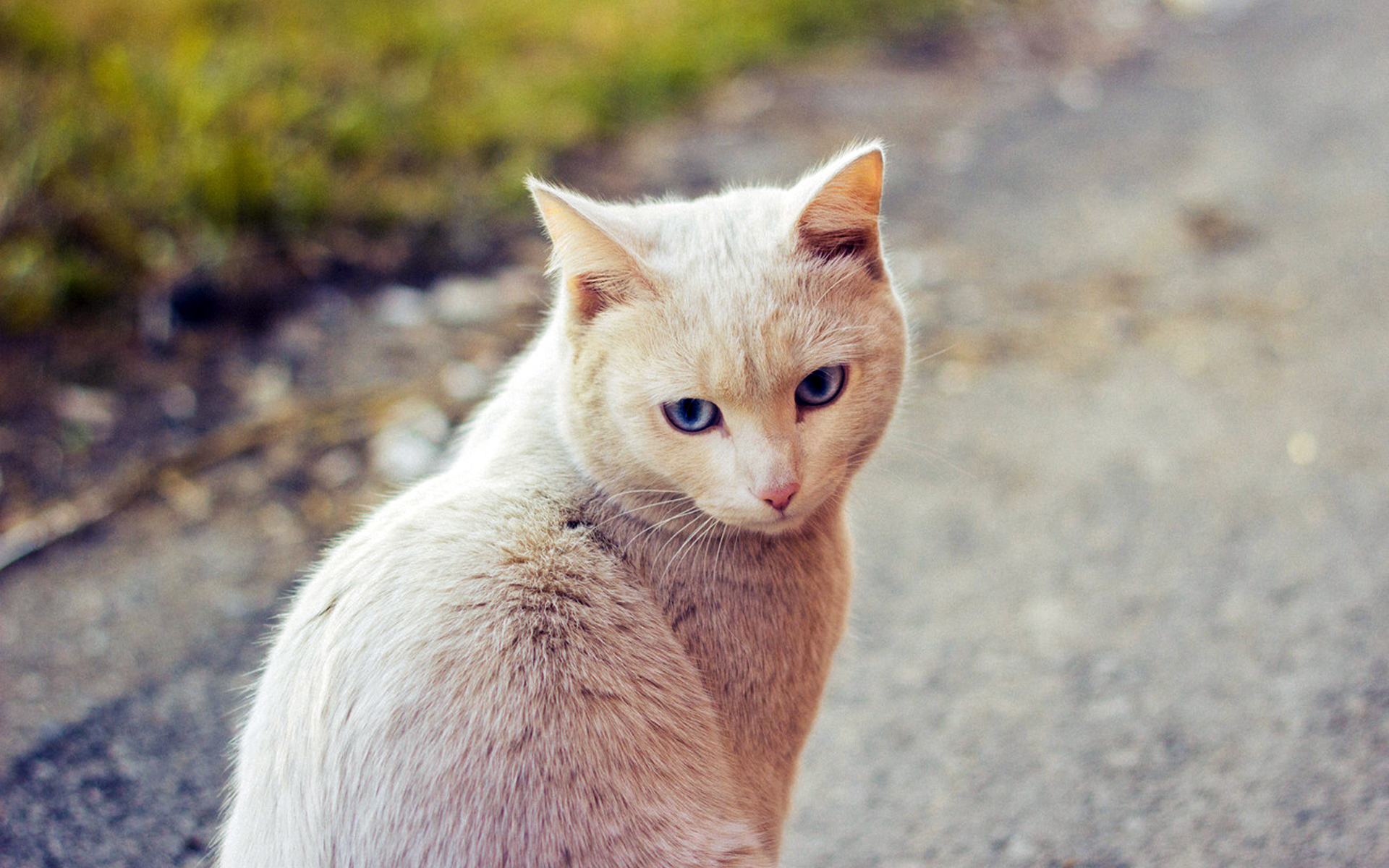 Симпатичный рыжий кот сидит на дороге
