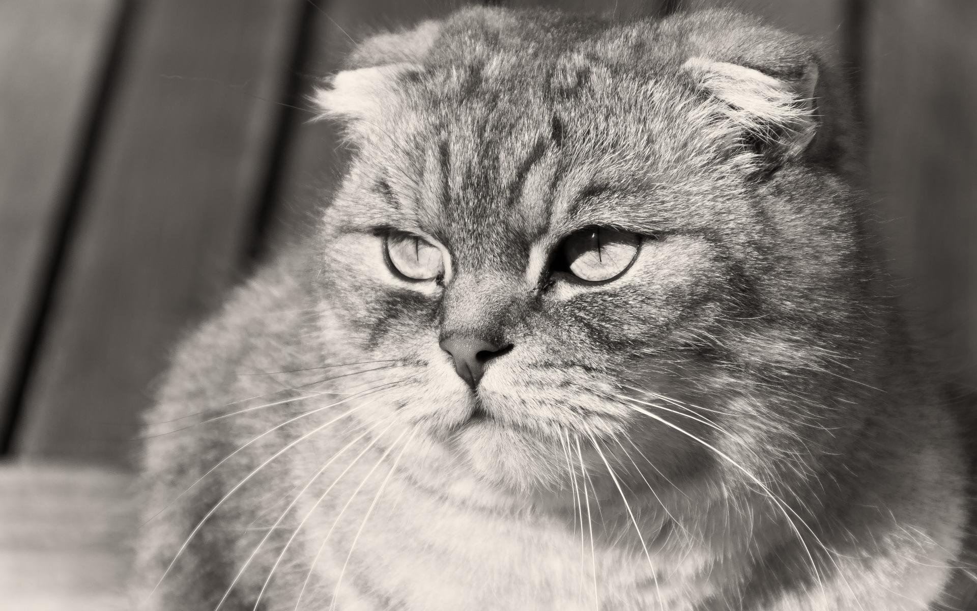 Grumpy Scottish Fold cat, black-and-white photo