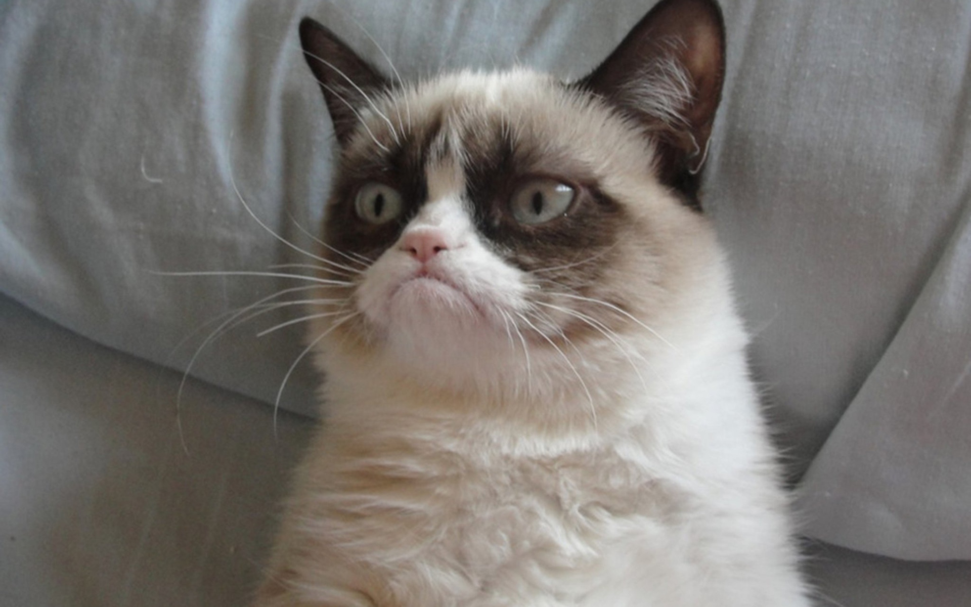 Grumpy cat