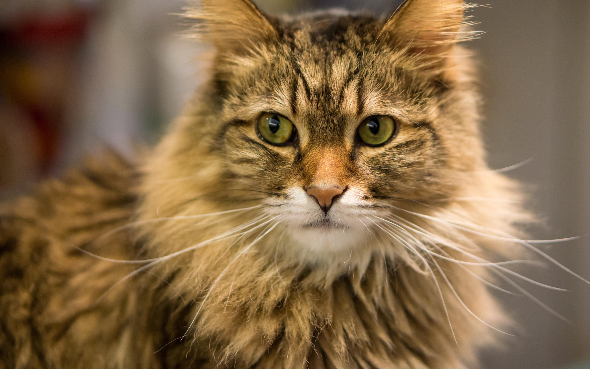 Красивый усатый кот мейн-кун ближним планом