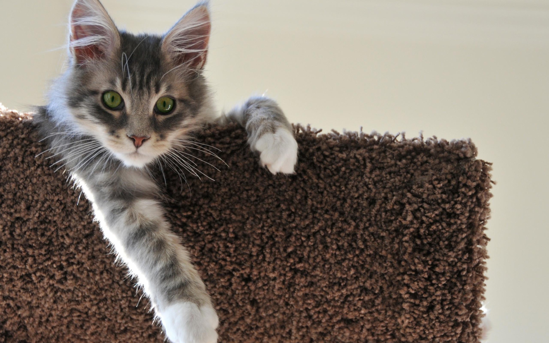 Котенок свесил лапу