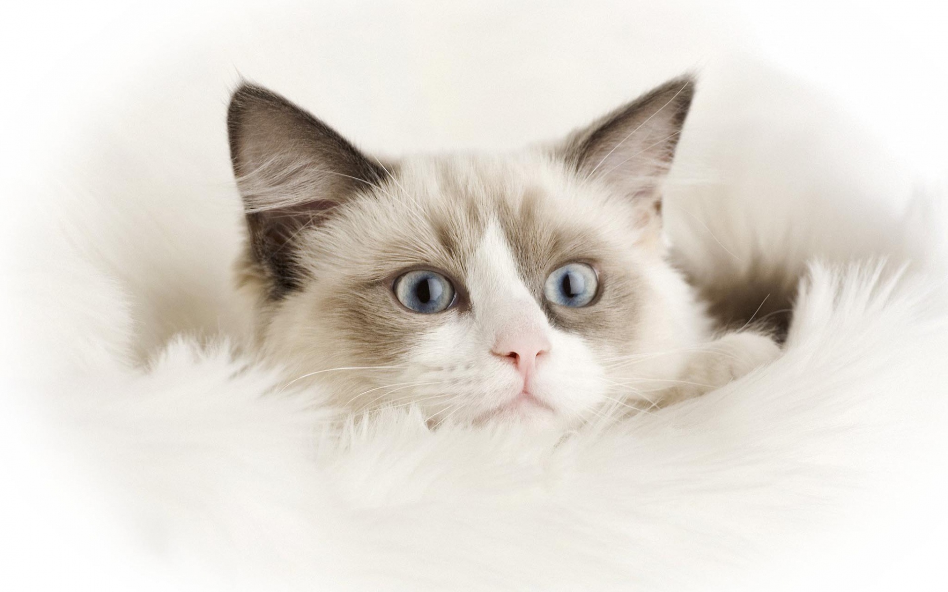 Маленький смешной белый кот