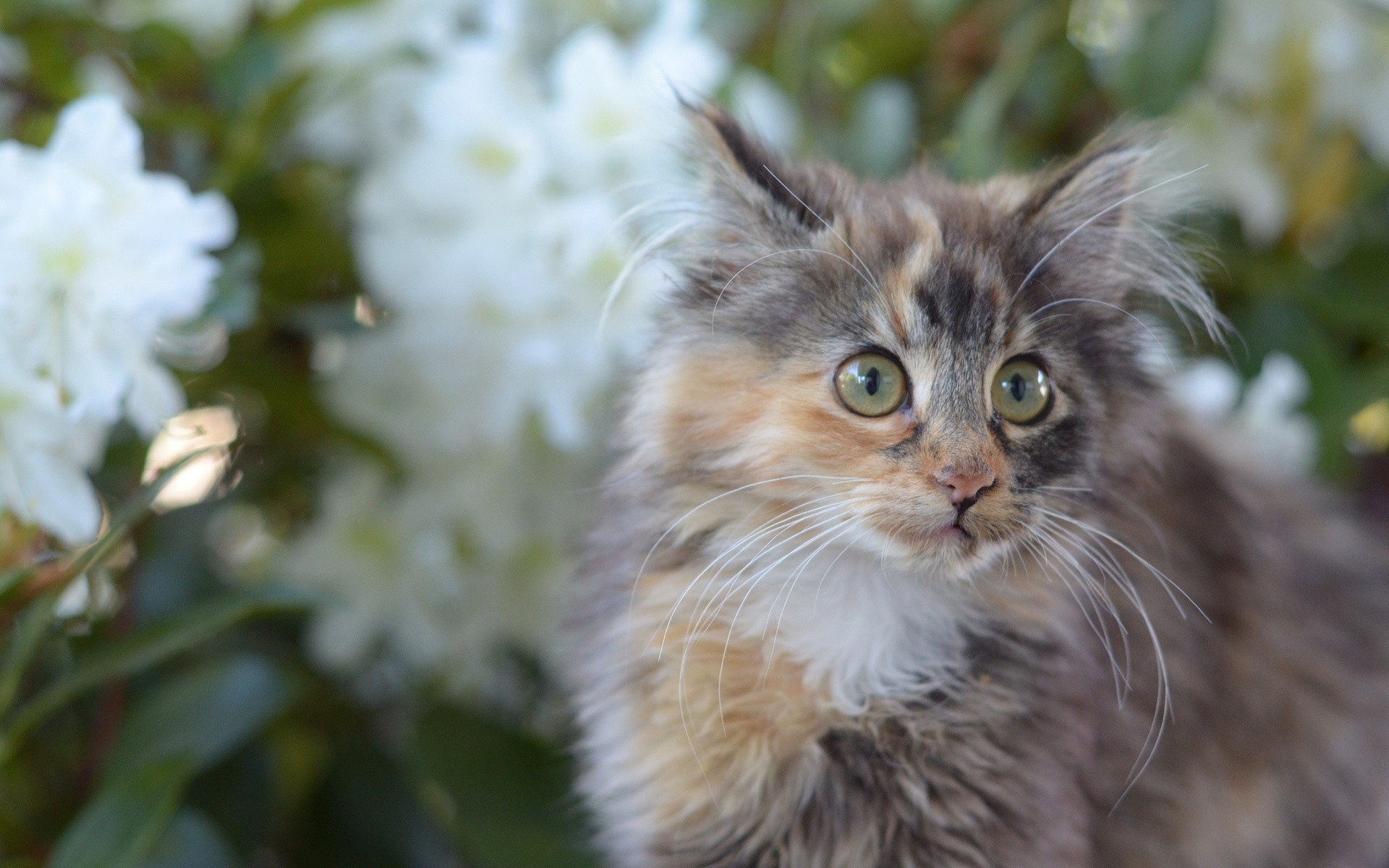 Мартовский кот