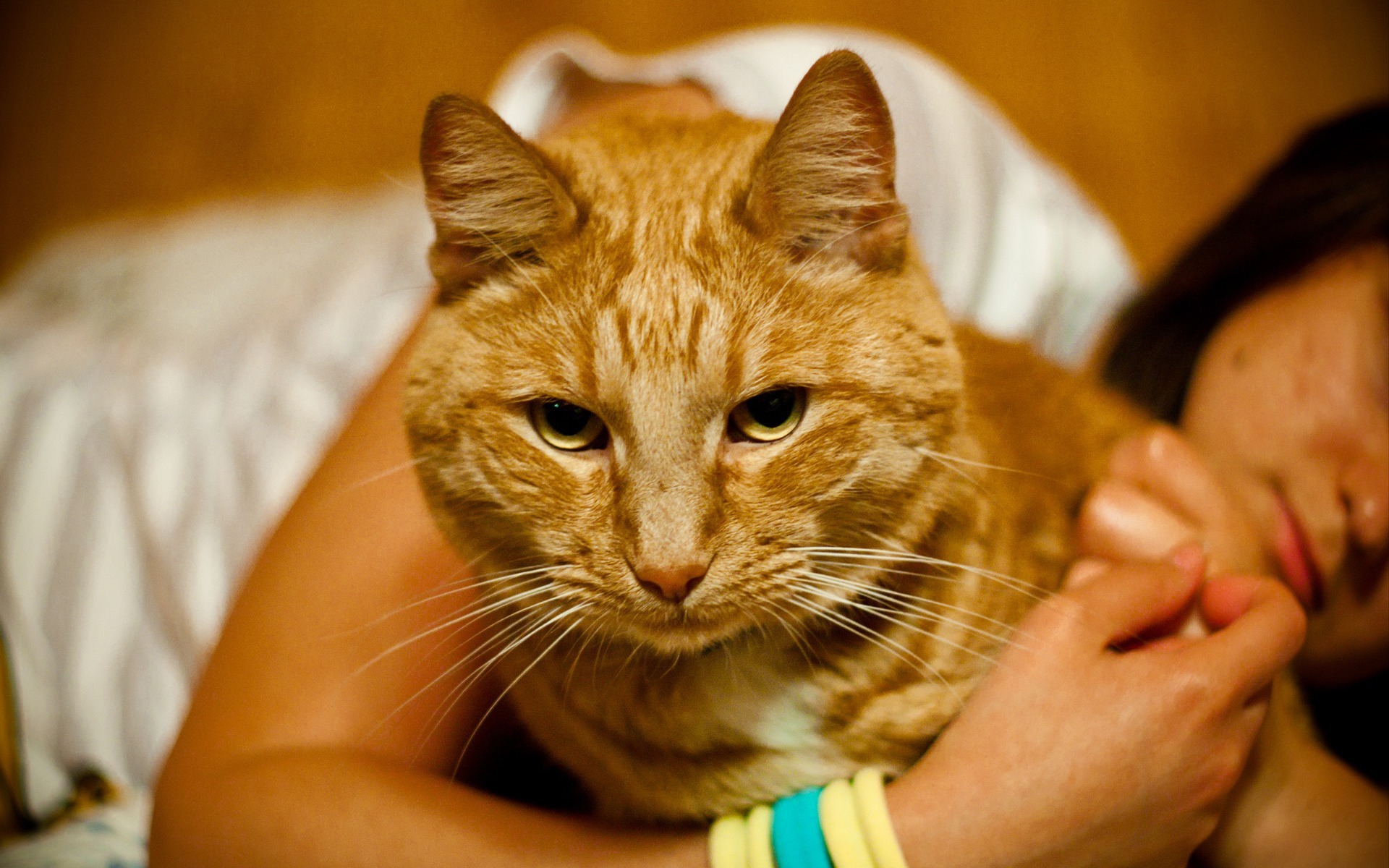 Рыжий кот тебе не рад