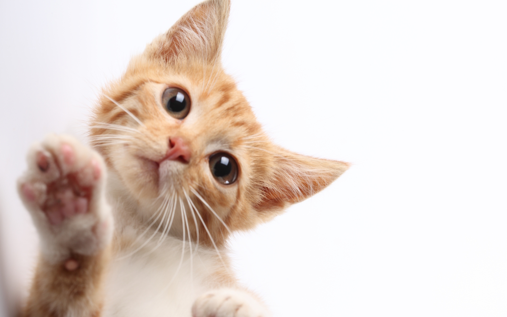 Рыжий кот протирает экран