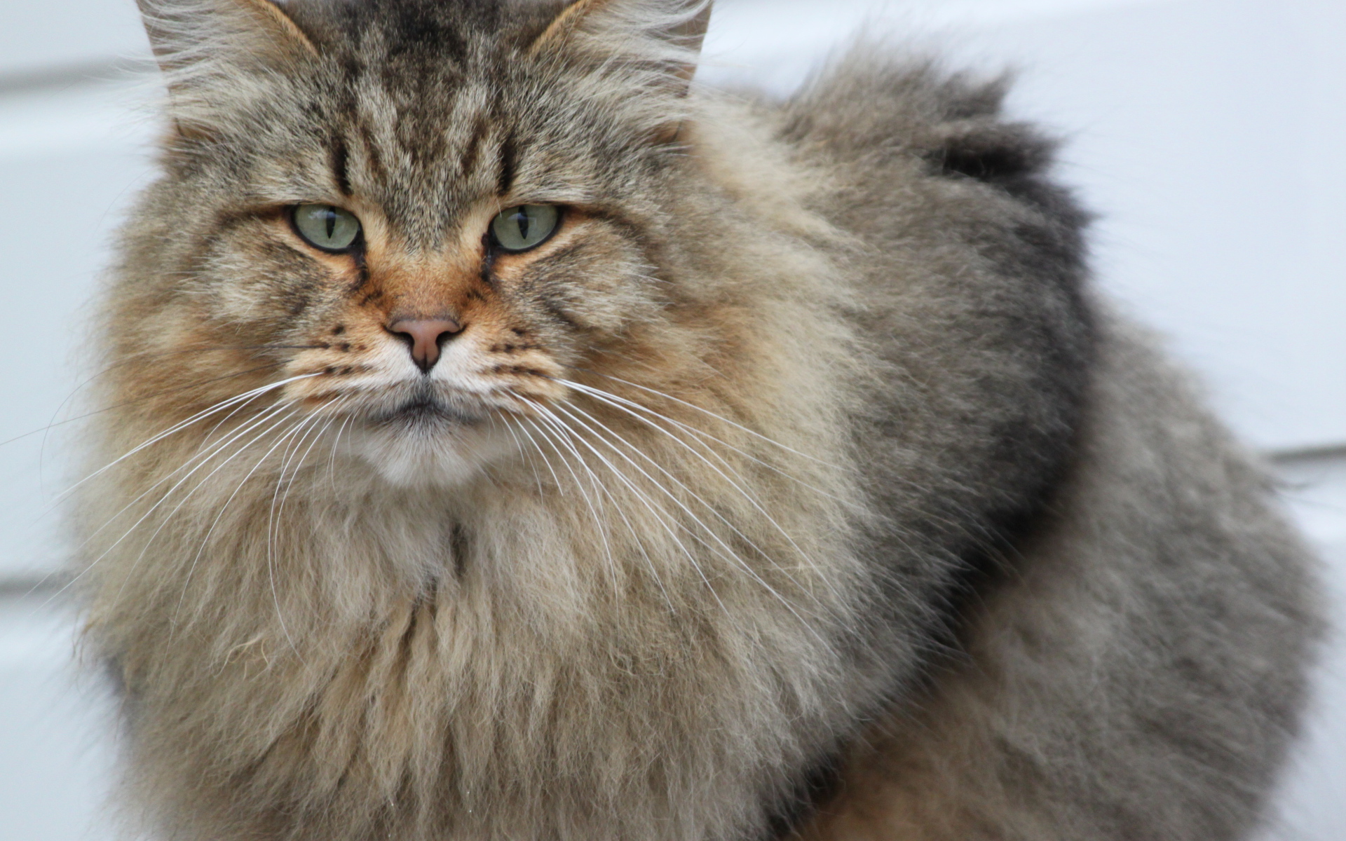 Взрослый серьёзный кот мейн-кун