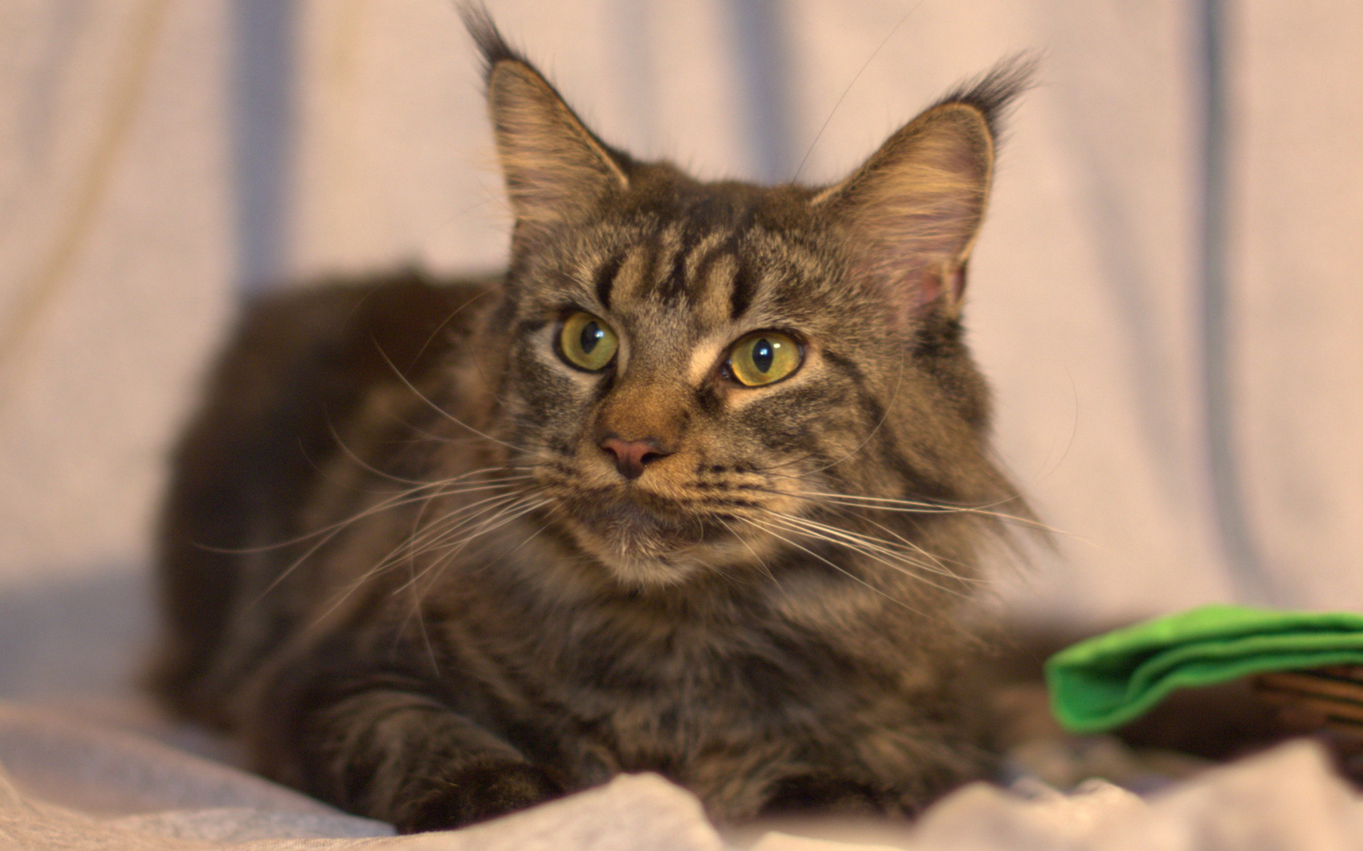 Серьёзный кот мейн-кун