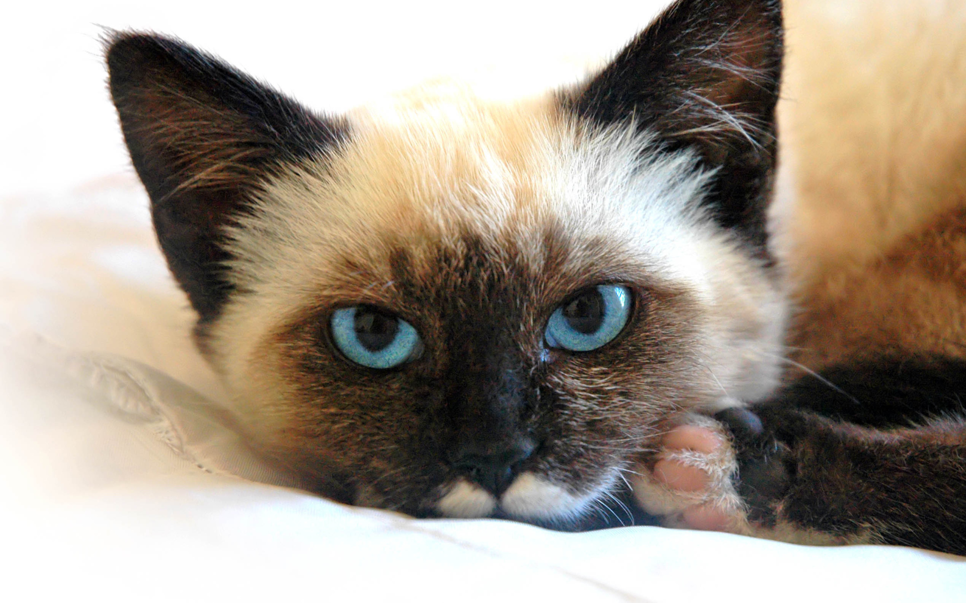 Сиамский кот устал