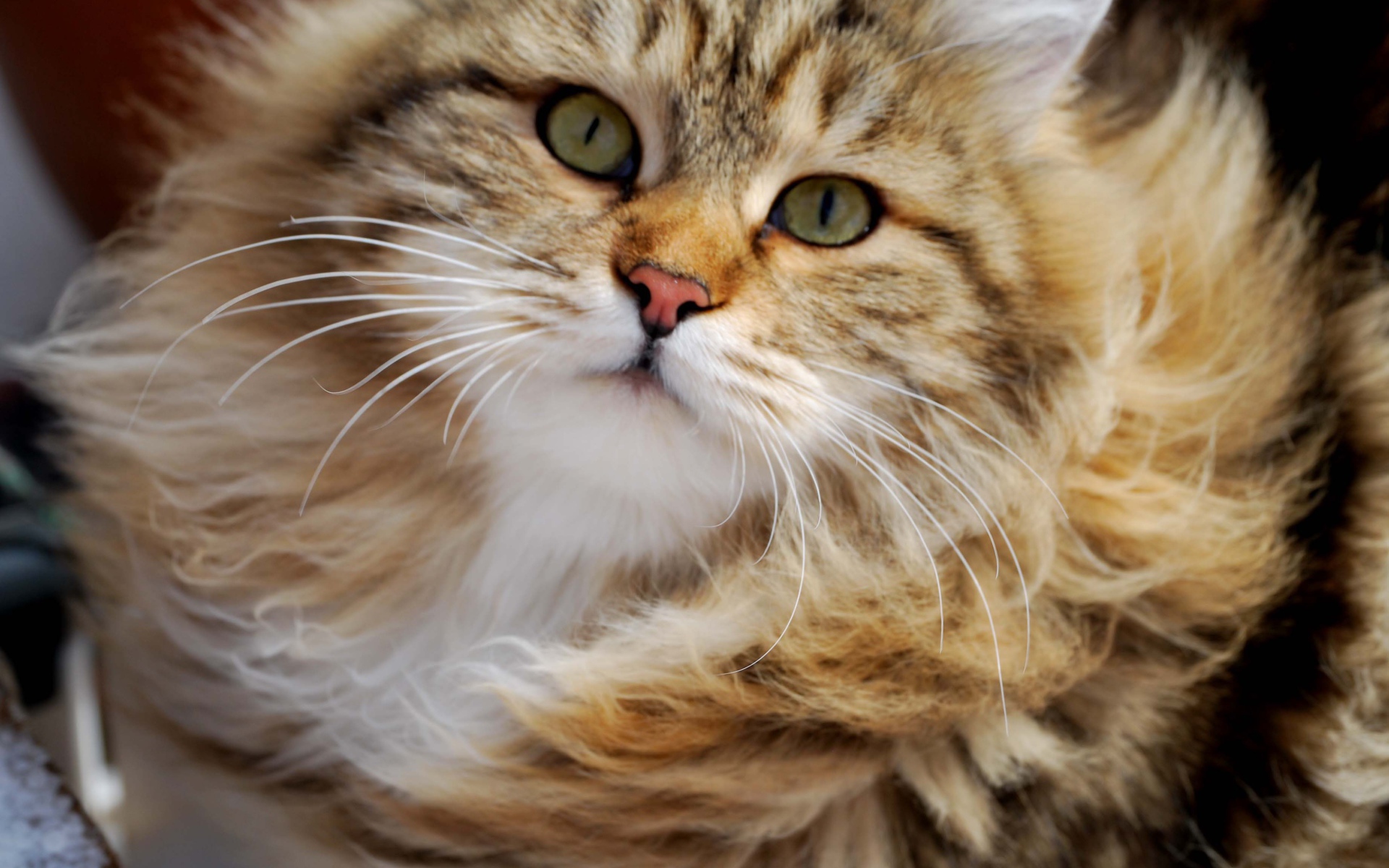 Сибирский кот в ветренную погоду