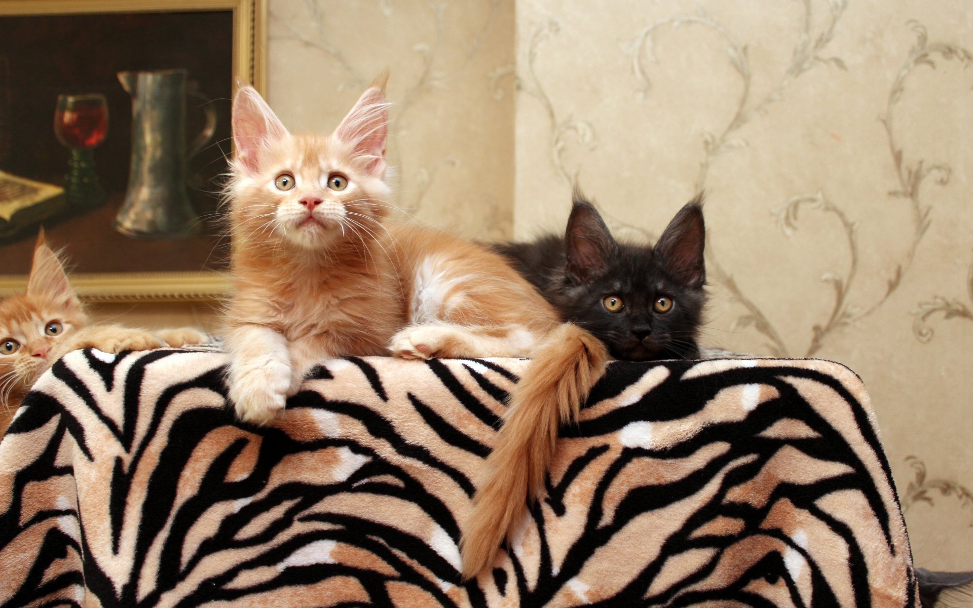 Маленькие коты мейн-кун куда-то смотрят лёжа на кровати