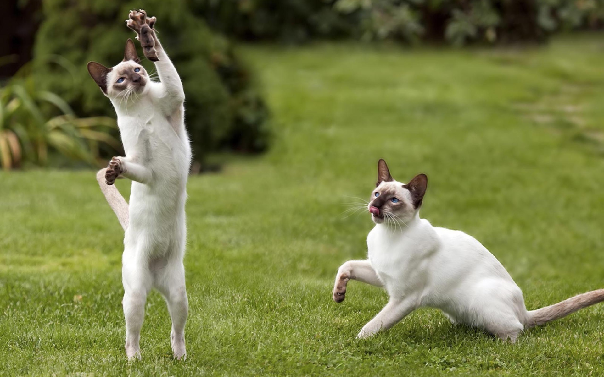 Два сиамских кота поймали мышь