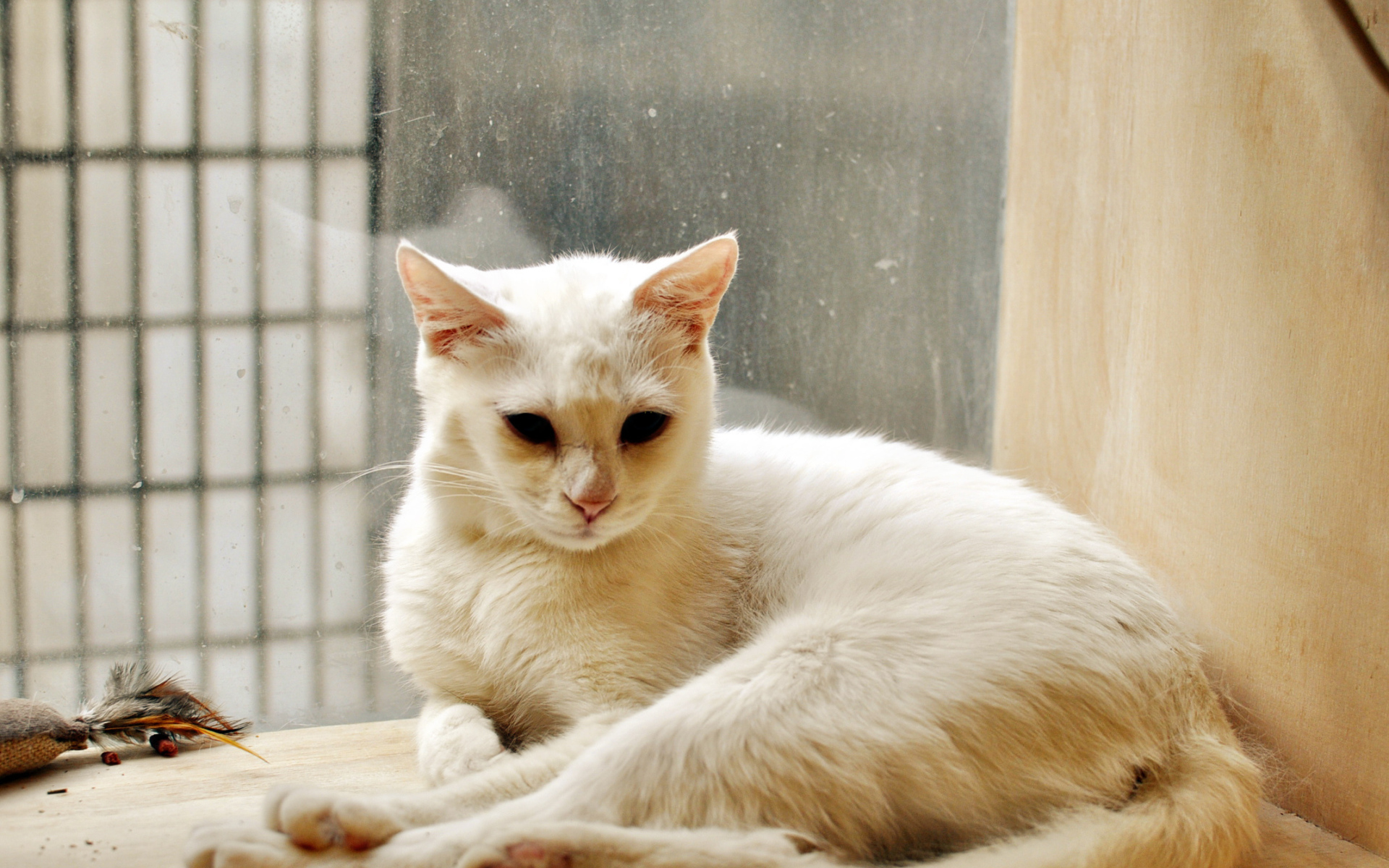 Белый кот грустит в дождливую погоду