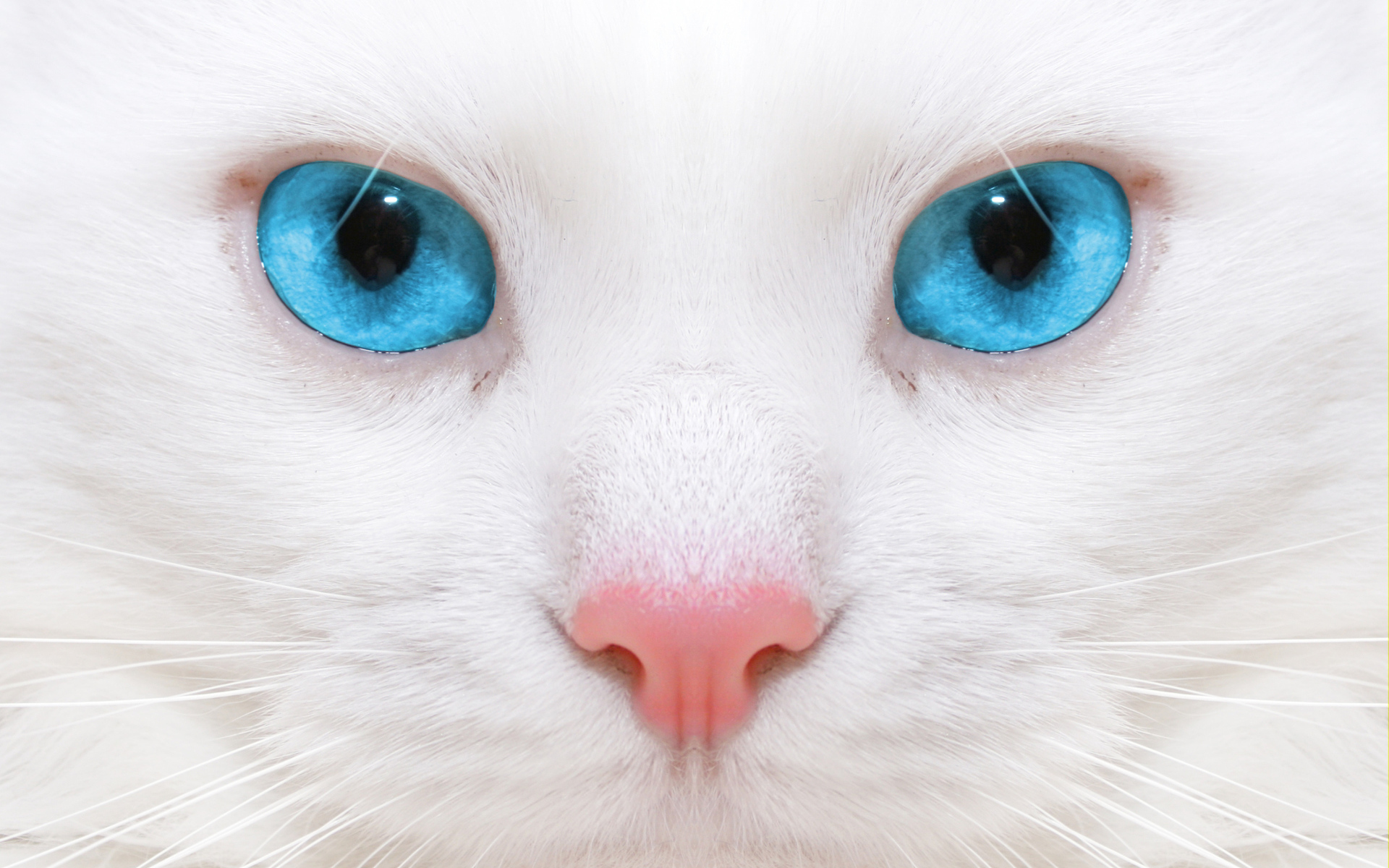 Белый кот с голубыми глазами крупным планом