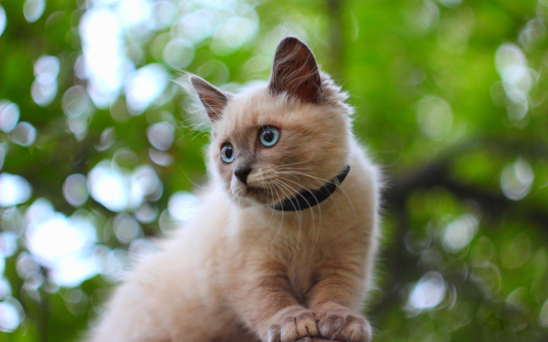 Белый маленький кот с ошейником